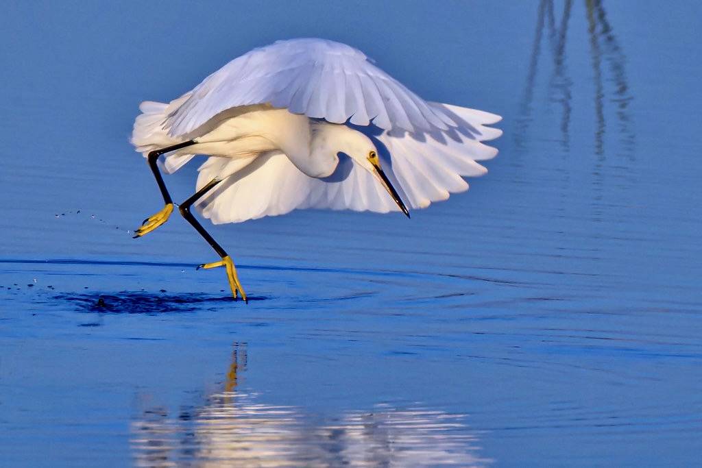 Snowy egret diving for fish at Babcock Wildlife Management Area near Punta Gorda, Florida by diana_robinson is licensed under CC BY-NC-ND 2.0.